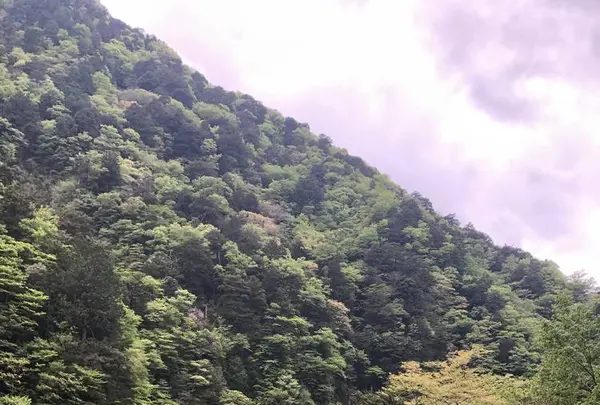 寸又峡の写真・動画_image_588825