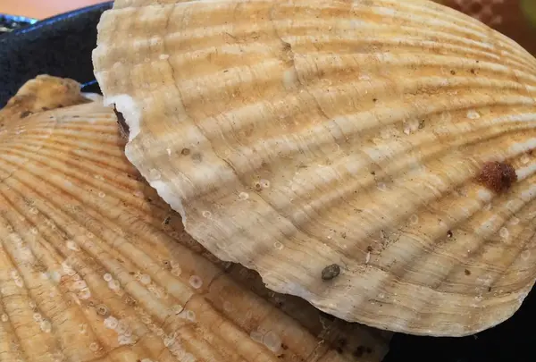 呑み処 ぶらっとの写真・動画_image_596749