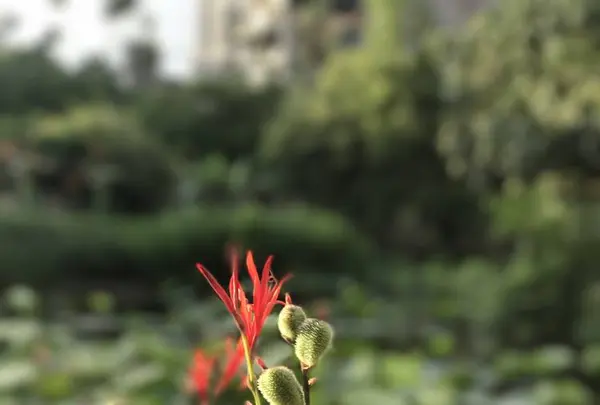 台北植物園の写真・動画_image_598590