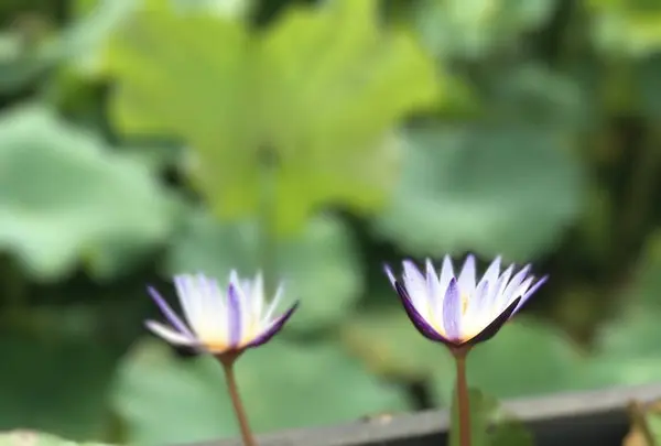 台北植物園の写真・動画_image_598591