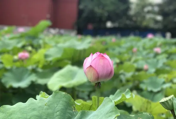 台北植物園の写真・動画_image_598592