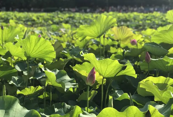 台北植物園の写真・動画_image_598593