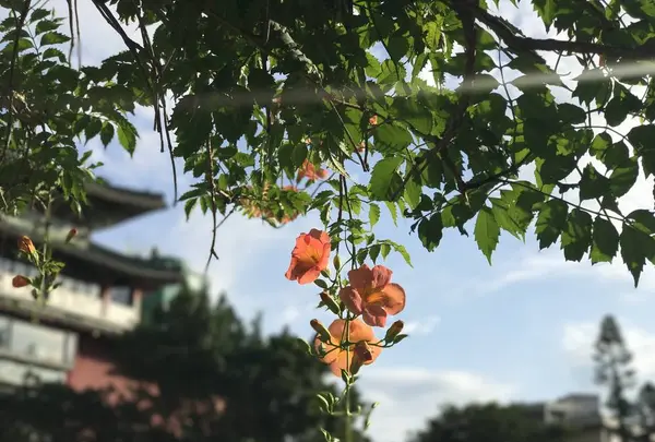 台北植物園の写真・動画_image_598596