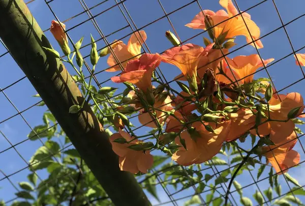 台北植物園の写真・動画_image_598597
