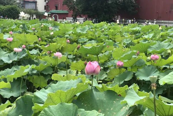 台北植物園の写真・動画_image_598599