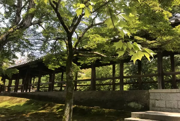 東福寺の写真・動画_image_599086