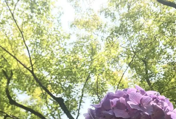 東福寺の写真・動画_image_599192