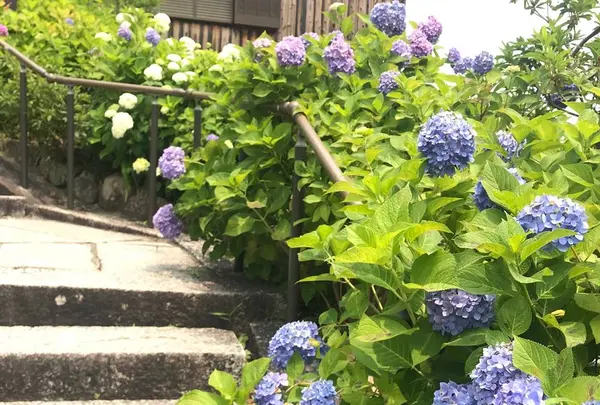 柳谷観音(楊谷寺）の写真・動画_image_599237