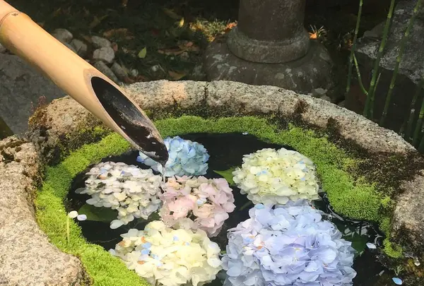 柳谷観音(楊谷寺）の写真・動画_image_599238