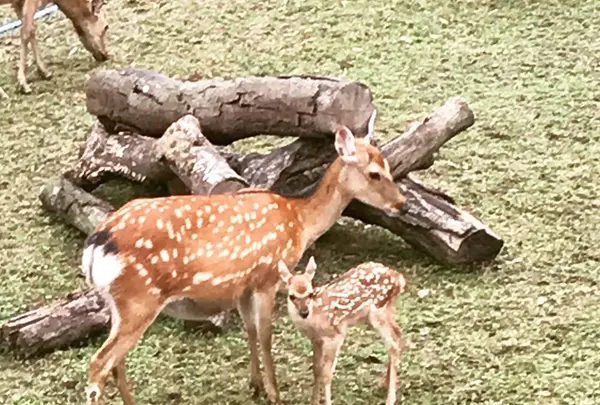 奈良公園の写真・動画_image_599472