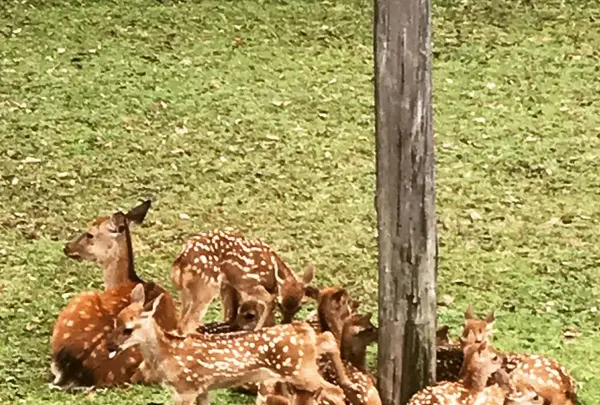 奈良公園の写真・動画_image_599473