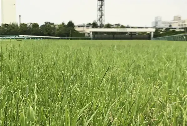 阪神競馬場の写真・動画_image_599679