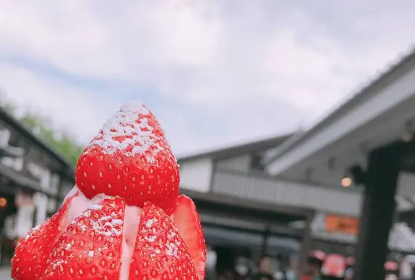 桜の馬場城彩苑の写真・動画_image_600938