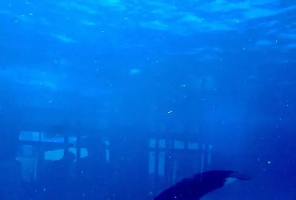 オーシャンの写真・動画_image_601517