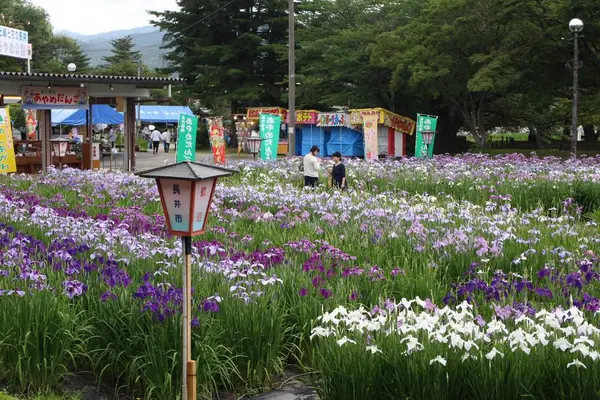 あやめ公園の写真・動画_image_602690