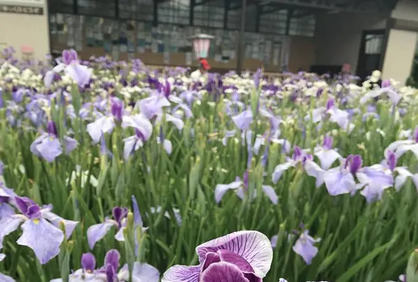 あやめ公園の写真・動画_image_602692