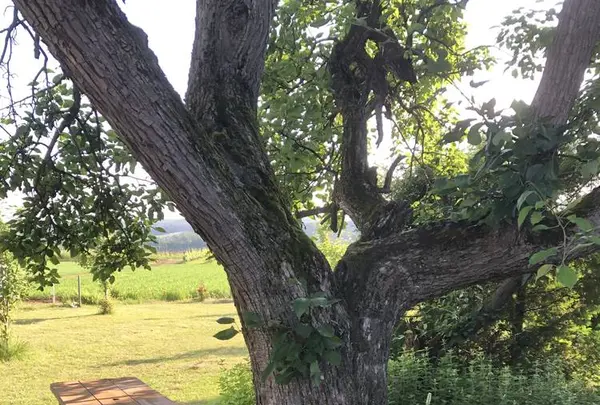 プチペンション田舎倶楽部の写真・動画_image_605740