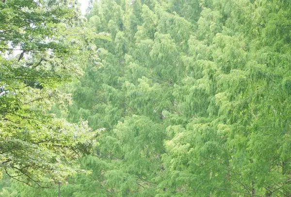 トーベ・ヤンソンあけぼの子どもの森公園の写真・動画_image_606119