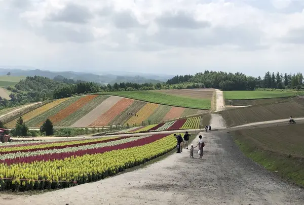 四季彩の丘の写真・動画_image_606918