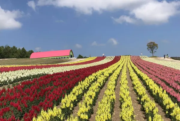 四季彩の丘の写真・動画_image_606920