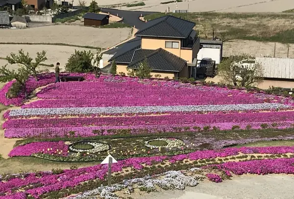 芝桜富士の写真・動画_image_607355