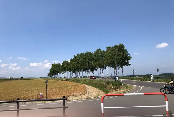 セブンスターの木の写真・動画_image_608833