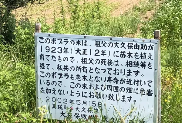 ケンとメリーの木の写真・動画_image_608837