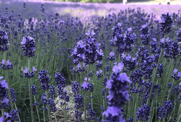 ファーム富田の写真・動画_image_608858