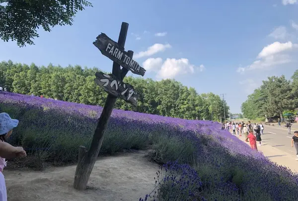 ファーム富田の写真・動画_image_608859