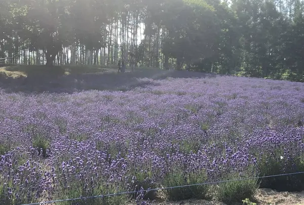 ファーム富田の写真・動画_image_608860