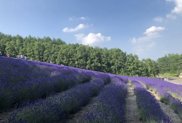 ファーム富田の写真・動画_image_608861