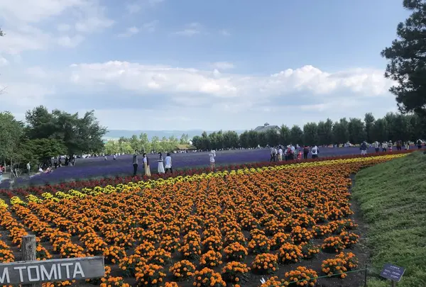 ファーム富田の写真・動画_image_608862