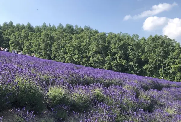 ファーム富田の写真・動画_image_608863