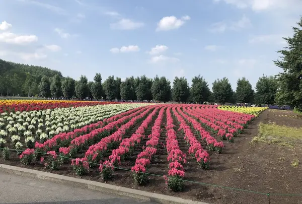 ファーム富田の写真・動画_image_608864