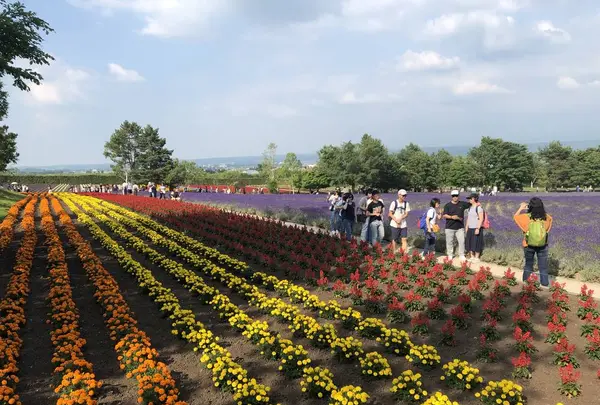 ファーム富田の写真・動画_image_608865