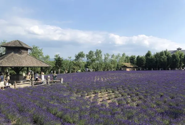 ファーム富田の写真・動画_image_608866