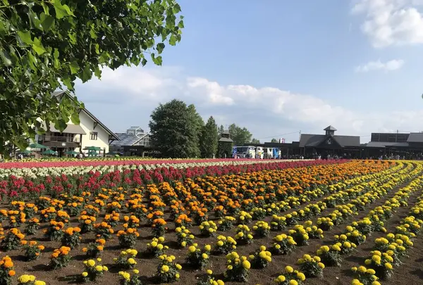 ファーム富田の写真・動画_image_608867