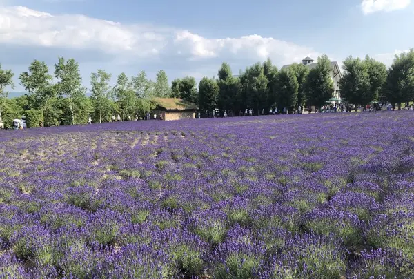 ファーム富田の写真・動画_image_608868