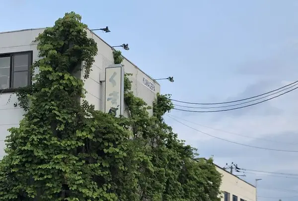 くまげらの写真・動画_image_608878