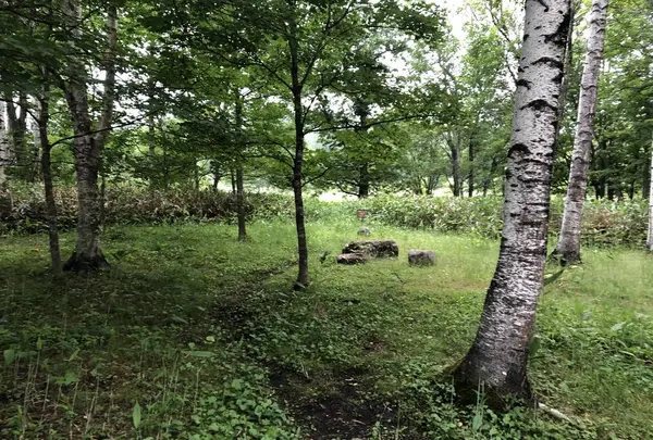 十勝千年の森の写真・動画_image_608916