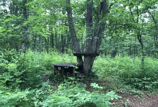 十勝千年の森の写真・動画_image_608917