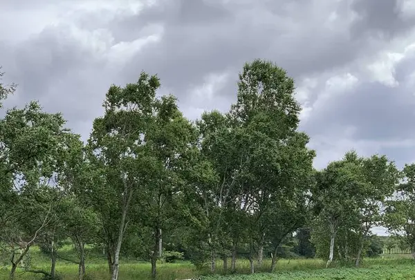 北海道箱根牧場の写真・動画_image_609257