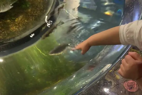 サケのふるさと 千歳水族館の写真・動画_image_609288
