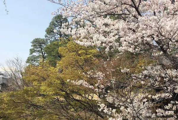 倉敷美観地区の写真・動画_image_609416