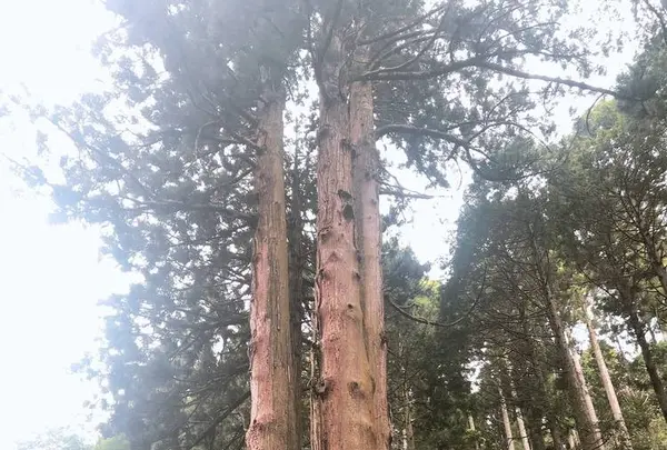 御岩神社の写真・動画_image_614525