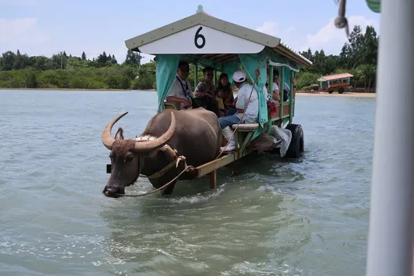 由布島の写真・動画_image_616807