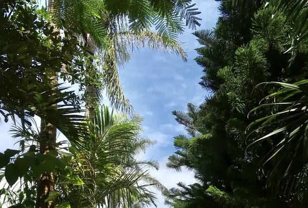 由布島の写真・動画_image_616808