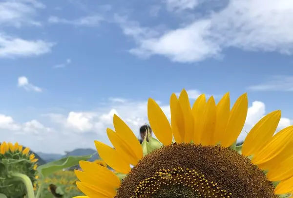 南光ひまわり畑の写真・動画_image_617377