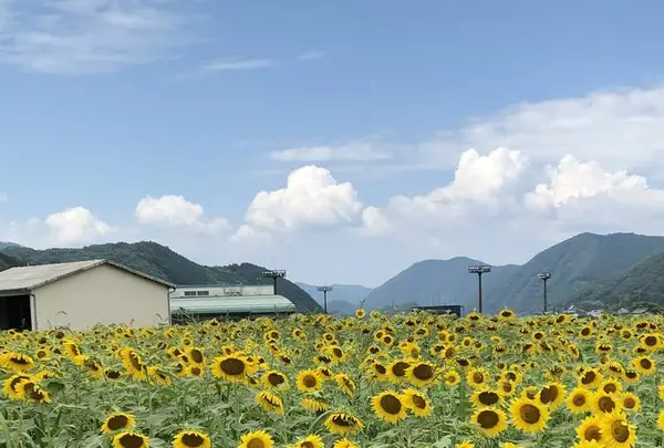 南光ひまわり畑の写真・動画_image_617378