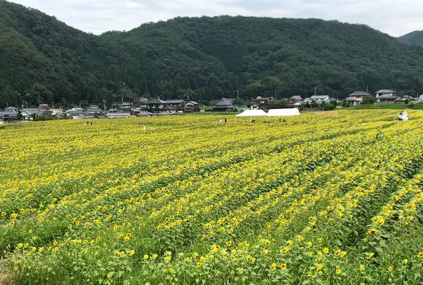 南光ひまわり畑の写真・動画_image_617379